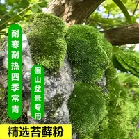 上水石吸水石盆景盆栽青苔苔藓种子苔藓粉微景观鲜活植物种籽铺面