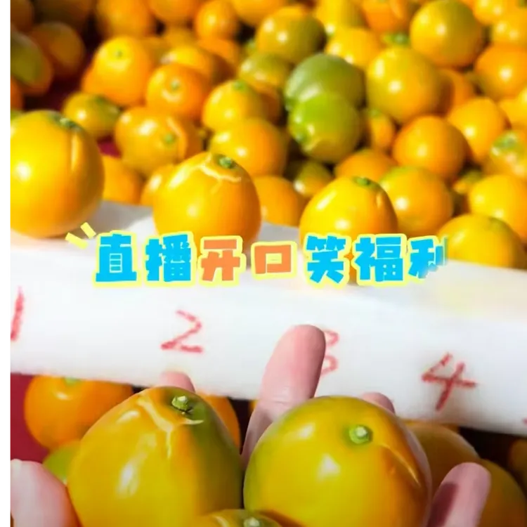 第三代广西融安脆蜜金桔金柑纯甜新鲜金桔带皮吃现摘现发