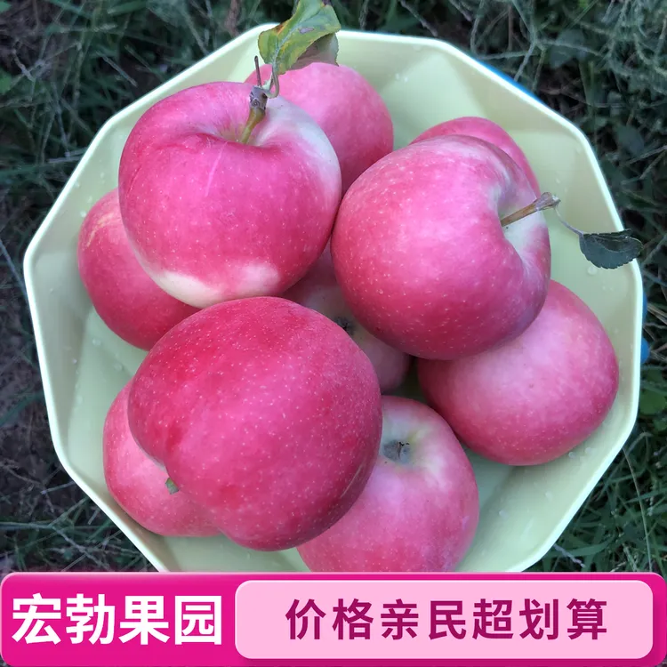 甘肃庆阳嘎啦苹果水果脆甜多汁爽口产地直发苹果嘎啦产地