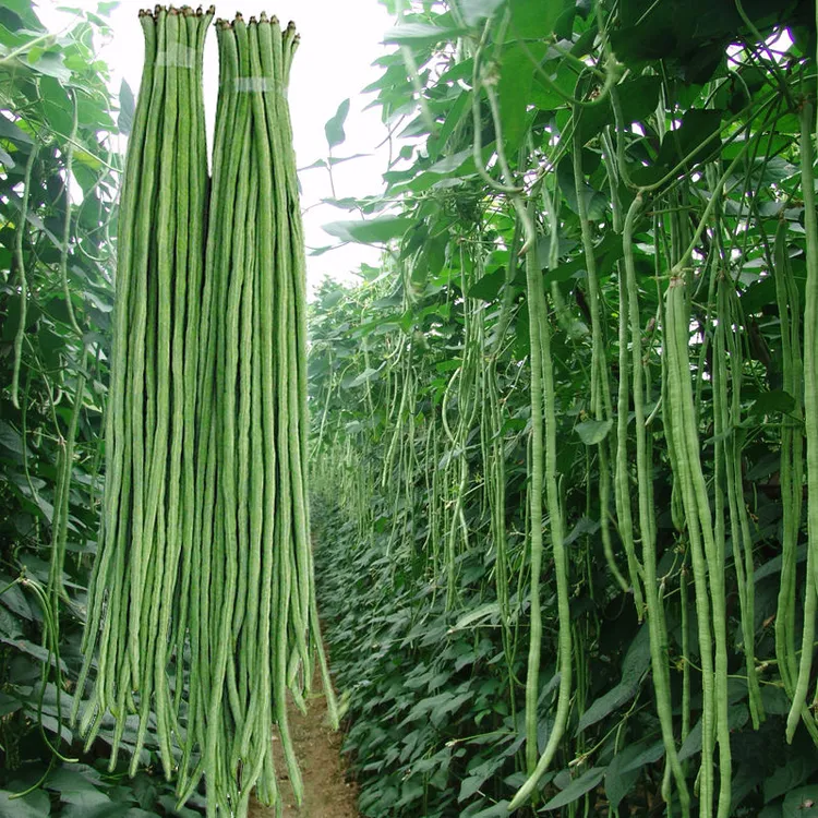 摘不败高产豇豆种子特长豇豆豆角高产春秋绿架豆蔬菜种子大全
