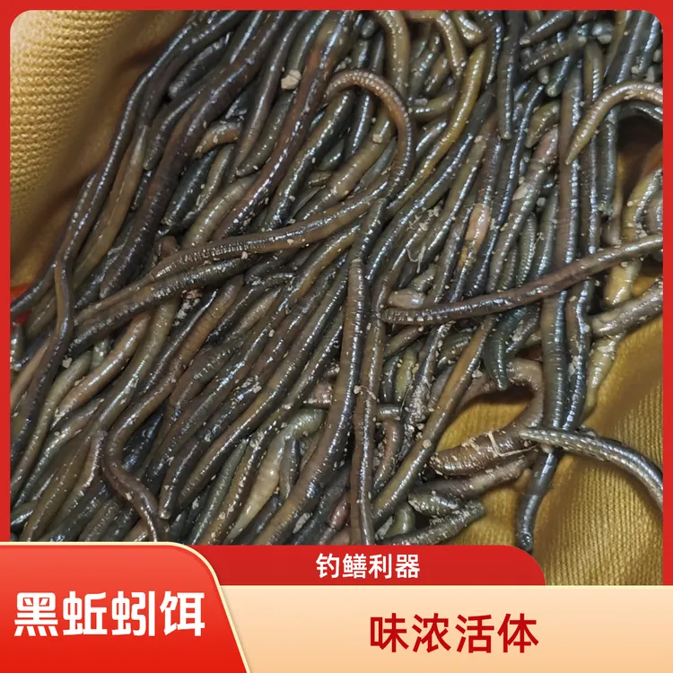 鲜活黑蚯蚓青蚯蚓活体鱼饵用于钓黄鳝野钓味浓包邮