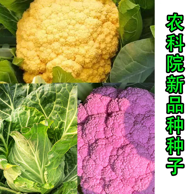 浙江省农科院新种子紫色花菜橙色花菜水果包菜种子