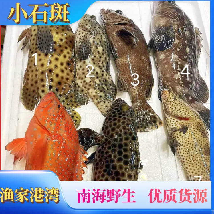 （石班混搭）海南渔民本港深海捕捞新鲜上岸