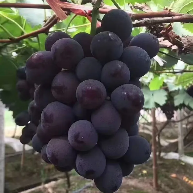 【正宗巨峰葡萄树苗】葡萄苗盆栽地栽阳台庭院四季种植果树苗