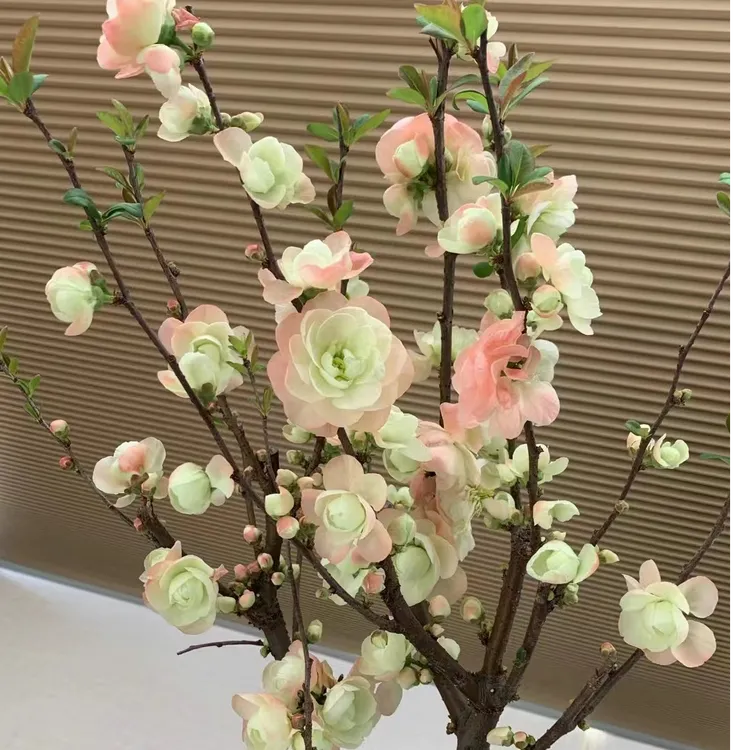 海棠花四季海棠彩玉室内开花重瓣老桩阳台盆栽庭院耐寒南北方