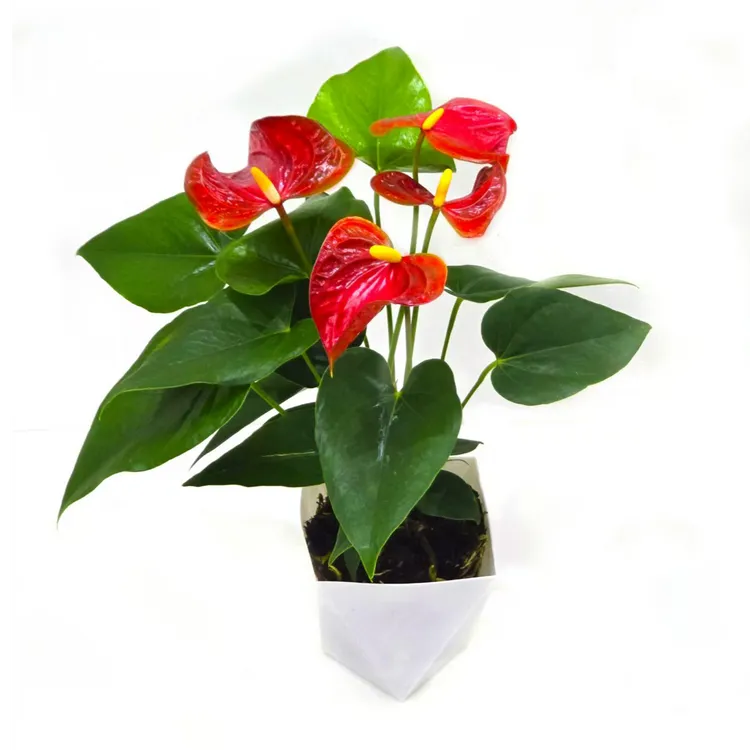 红掌盆栽带花适合客厅摆放四季开花的大型鸿运当头绿植