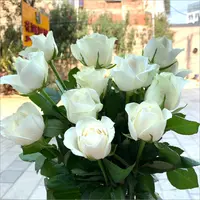 【白玫瑰】单头玫瑰鲜花花束云南昆明基地直发速递同城家用花水养