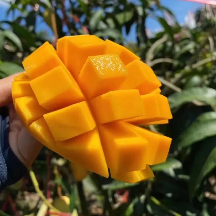 云南大青芒青皮金煌芒软熟食用香甜多汁芒果可生吃CB