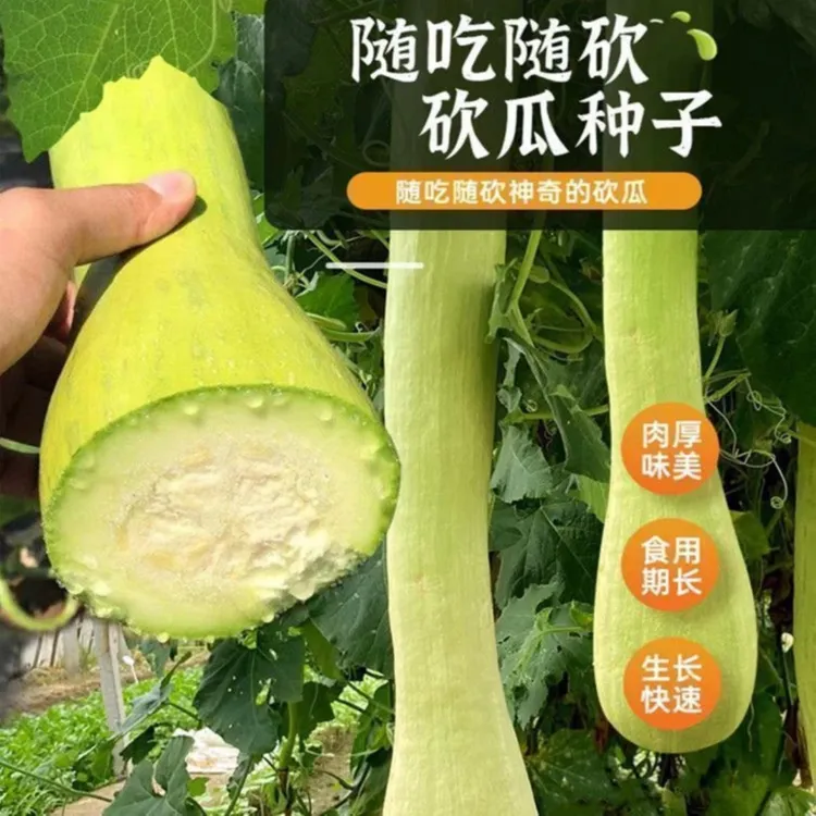 【砍瓜种子】家庭阳台小院四季种植易栽易活