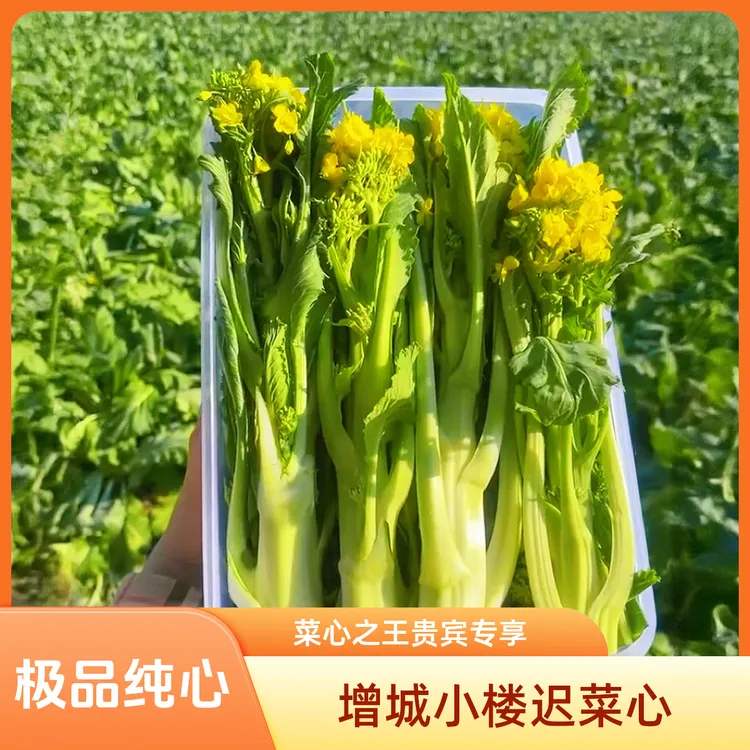 {送礼招待款} 增城迟菜心 极品纯心 饭店同款 手工精挑 鲜嫩脆甜