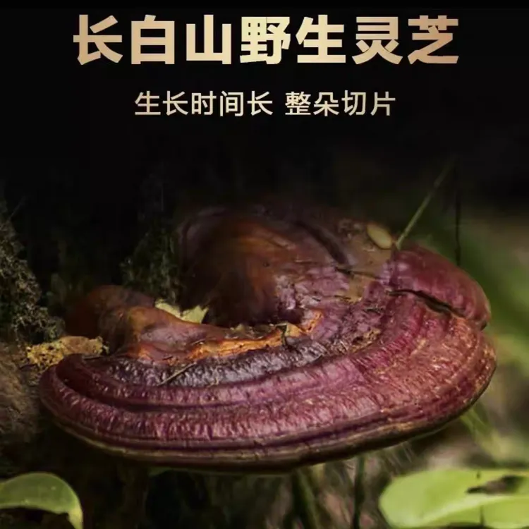 【黑灵芝切片】深山黑灵芝正宗山货黑灵芝片泡水泡酒切片可搭配枸杞
