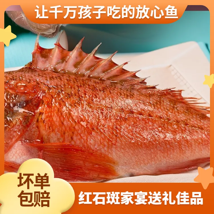 福建天然石斑鱼石狗公虎头斑黑腹鲉鱼速冻味道鲜美顺丰发货