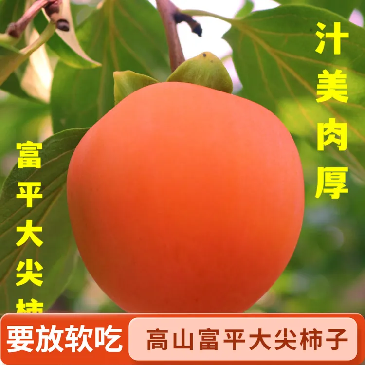 【顺丰/京东】陕西富平大尖柿子新鲜应季美味水果糯甜12/15/16/24枚