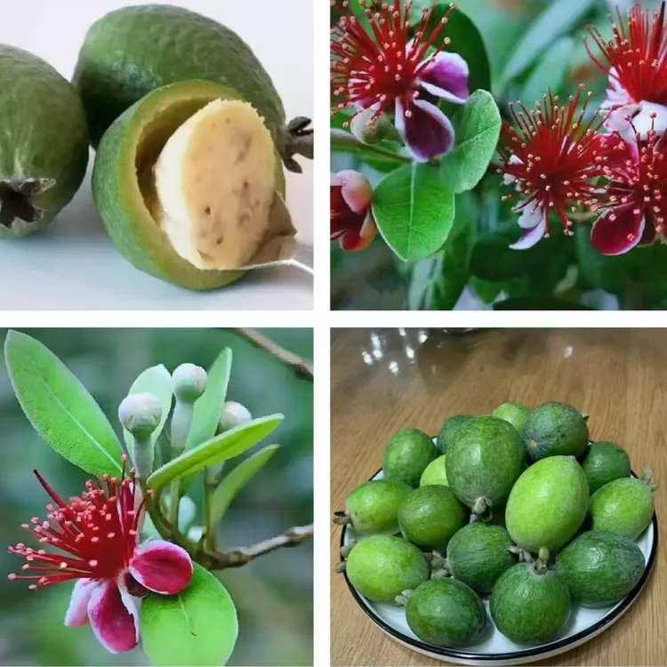 菲油果原土精品苗/家庭园艺种植/能观花能尝果/可地栽可盆栽/果苗