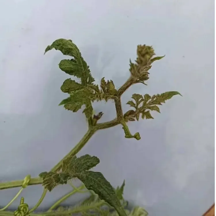 头蓟马花蓟马西瓜辣椒豆角黄瓜茄子
