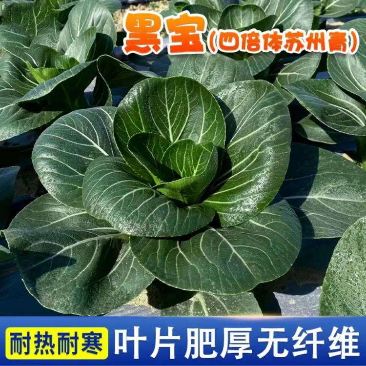 黑宝苏州青种子上海青种籽蔬菜种子油菜简单青菜耐热
