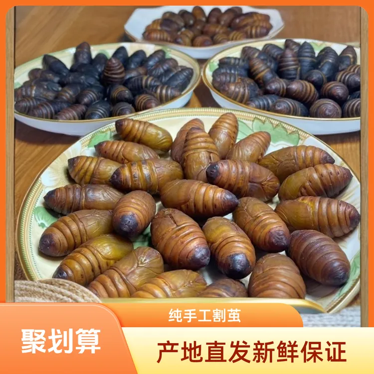 东北特产新鲜柞树茧蛹鲜活蚕蛹产地直发补充高蛋白绿色低脂
