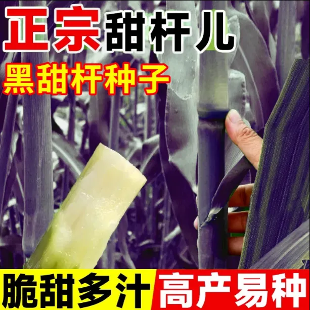 黑甜杆种子黑皮甜高粱黑北方黑籽甜杆种子甘蔗黑色紫皮甜杆种子
