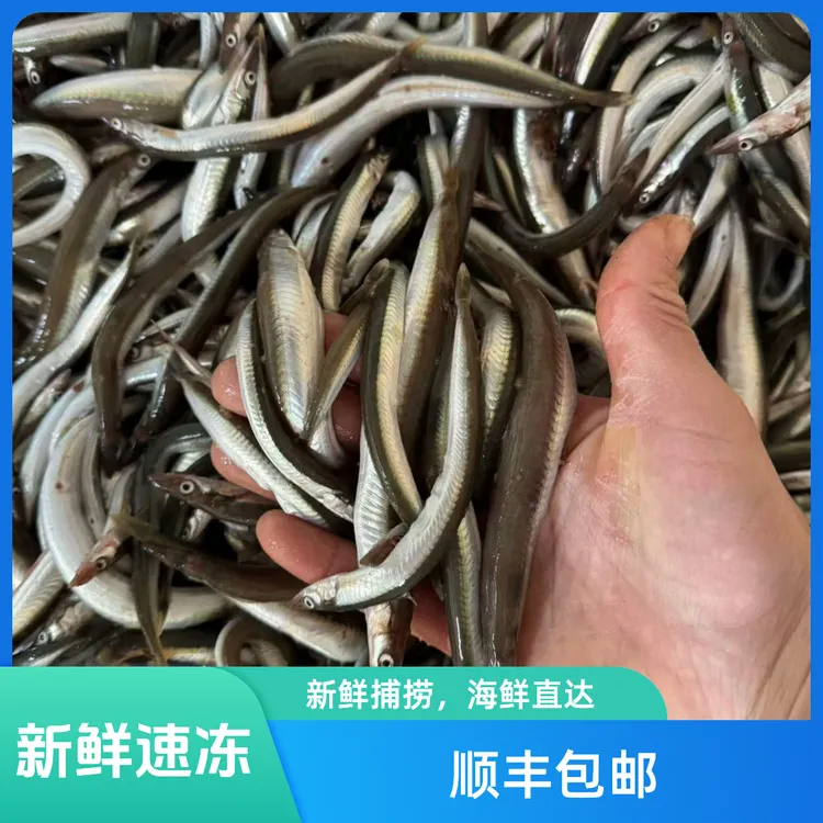 青岛野生大面条鱼/油滚子鱼/沙里钻海钓炮弹鱼大个体鱼专用钓珥