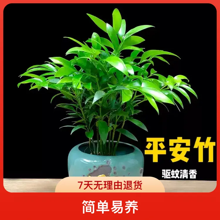 竹柏盆栽树苗花草绿植室内植物平安竹四季青吸甲醛驱蚊虫净化空气