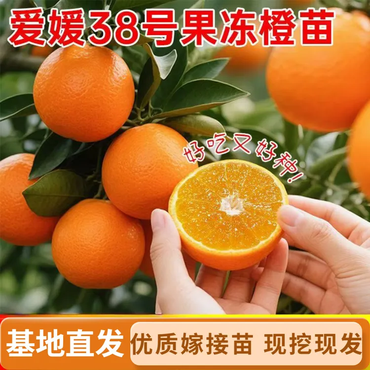 正宗爱媛38号果冻橙果树苗无籽柑橘橘子果树地栽盆栽南北方种植