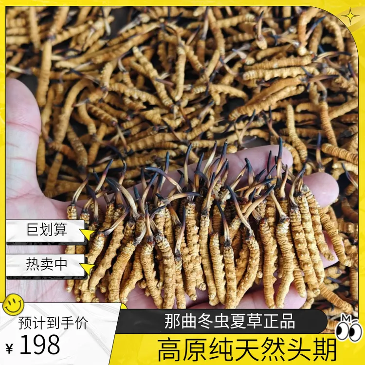 那曲冬虫夏草头期 高海拔  纯天然 西藏直发包邮  正品保证
