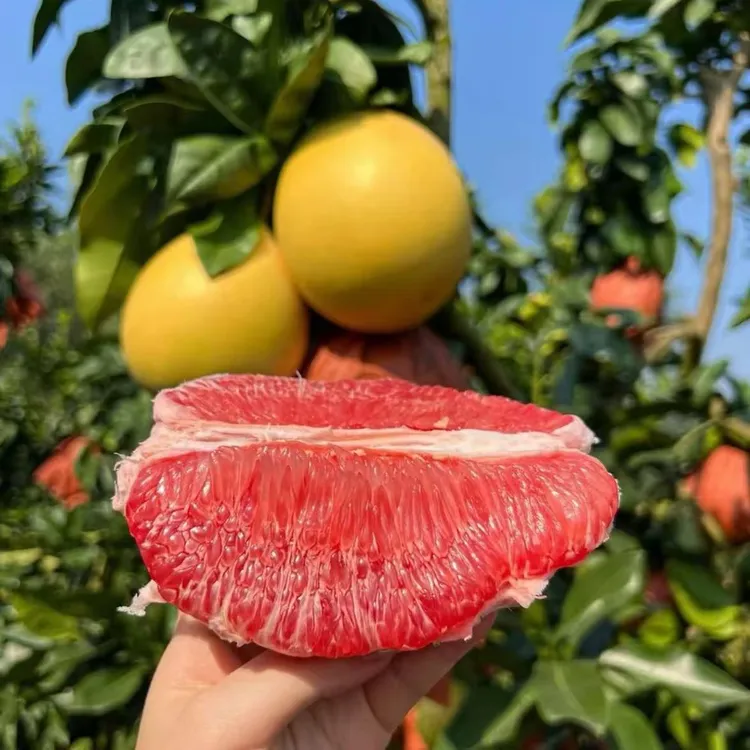 正宗福建三红蜜柚平和琯溪红心蜜柚应季水果皮薄肉厚香甜多汁