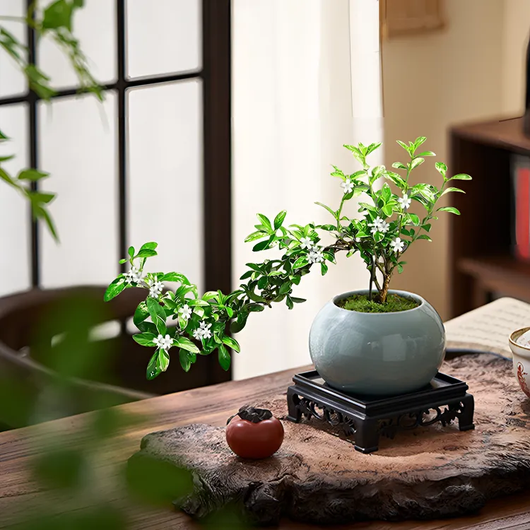 金边六月雪悬崖盆栽造型绿植室内老桩禅意盆景桌面植物办公室花卉