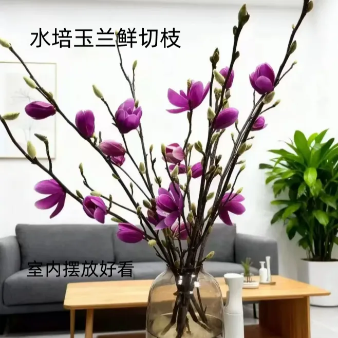 【水培玉兰鲜切枝】S级水培玉兰带花苞室内外耐寒花卉