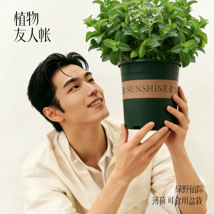 薄荷可食用盆栽绿野仙踪系列植物友人帐绿植桌面盆景