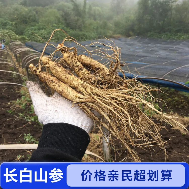 长白山鲜人参原产地煲汤泡酒40-50g/支10支一斤【保温箱＋青苔发货】