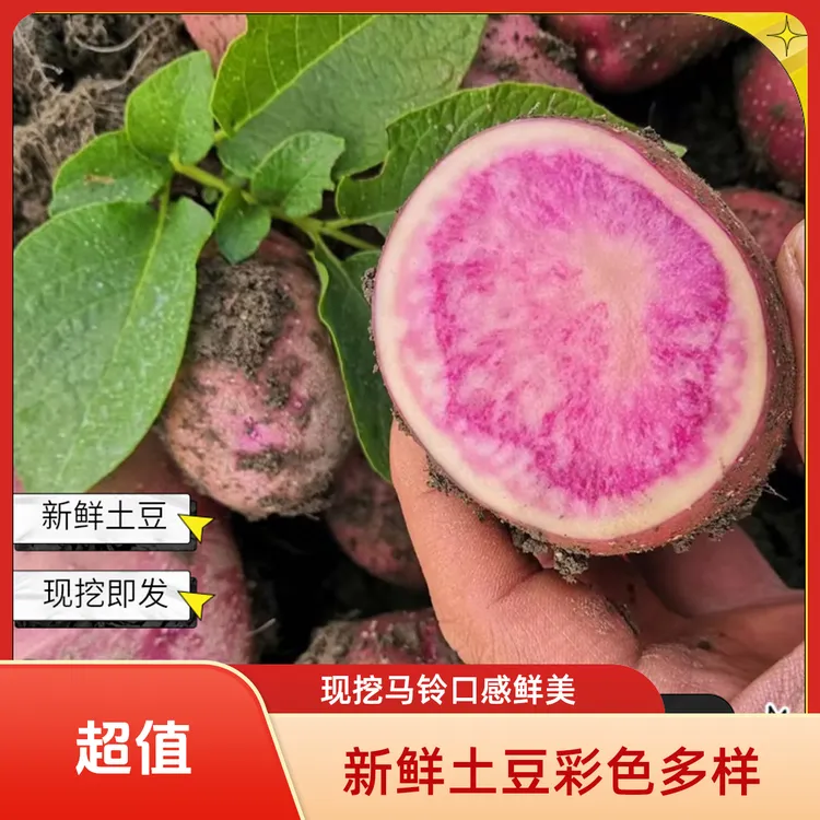 云南新鲜七彩土豆红心土豆洋芋七彩花心马铃薯现挖花青素土豆