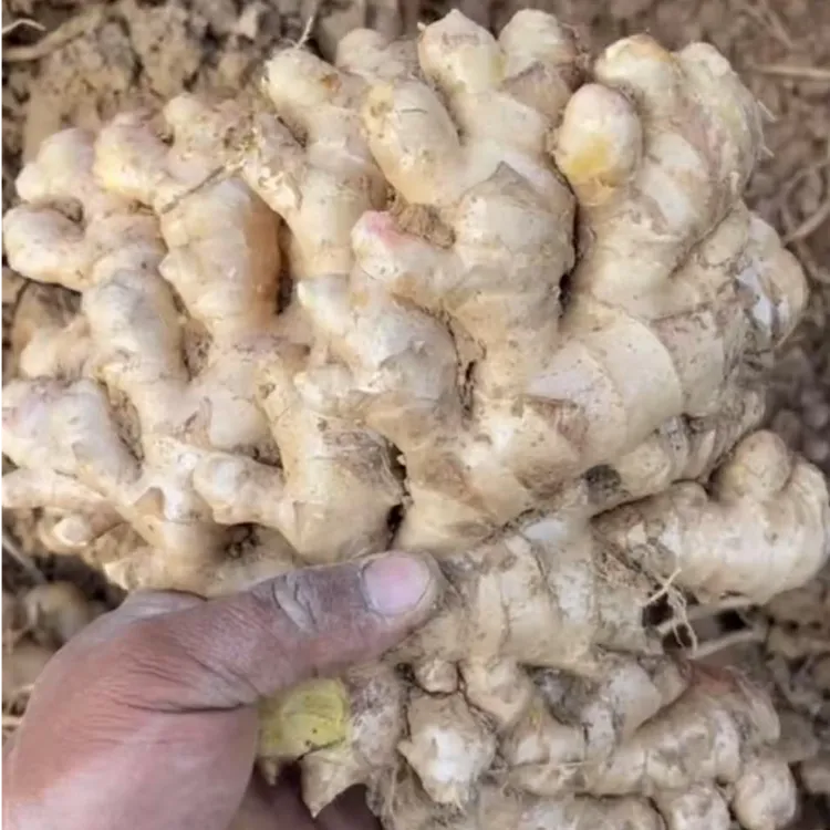 正宗云南罗平小黄姜一年老姜3-9斤包邮原产地发货