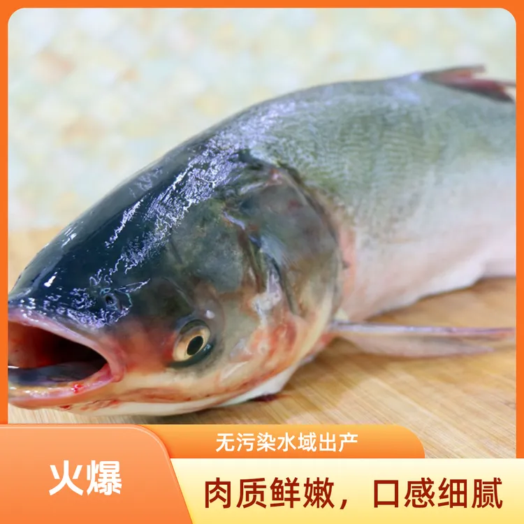 顺丰微山湖生态淡水鱼白鲢鱼鲢鳙鲜鱼活鱼现杀