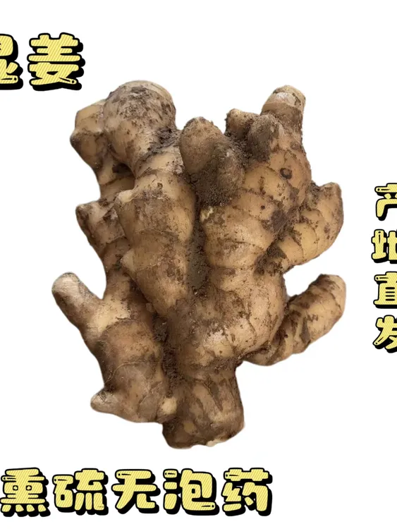 【出口品质泥姜黄姜新鲜老姜生姜湿姜】正宗山东窖藏大姜自家种植