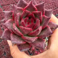 7#火莲多肉植物  前男友精品多肉  