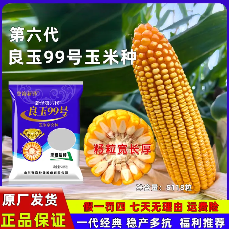 良玉99（5118粒）第六代升级版玉米种子