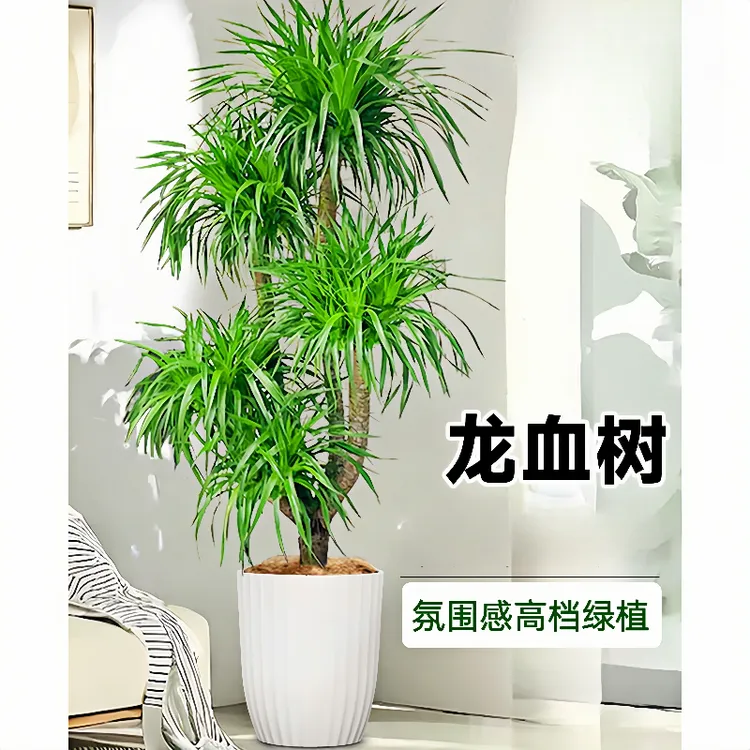 高档龙血树客厅大型盆栽开业招财树乔迁旺宅多头老桩龙须树吸甲醛