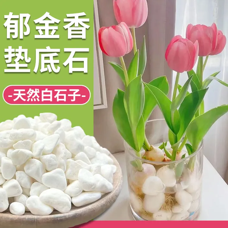 【水培郁金香】白色天然鹅卵石雨花白色小石头造景郁金香水仙垫底石