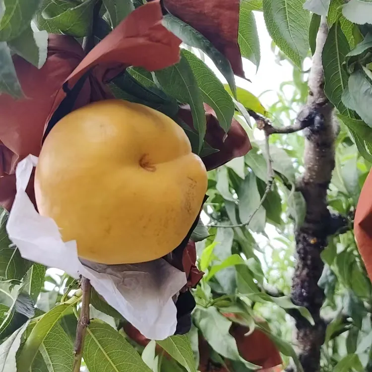 山区水果 油蟠桃 丑蟠桃 现摘现发 坏果包赔 