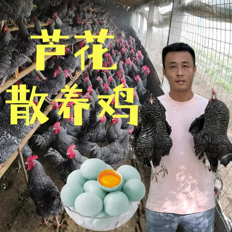 成年芦花鸡送礼（十二月龄左右）纯种芦花鸡林间散养鸡绿壳蛋宠物鸡