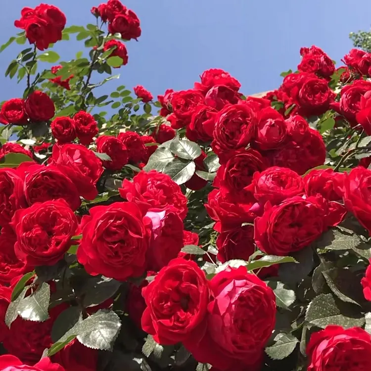 弗洛伦蒂娜玫瑰带花爬藤带花红色大花庭院阳台花卉鲜花春天直播