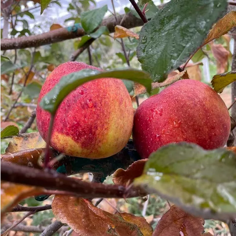 西藏暖妃苹果 脆甜无酸 新西兰品种 雪域高原自然种植 无农残