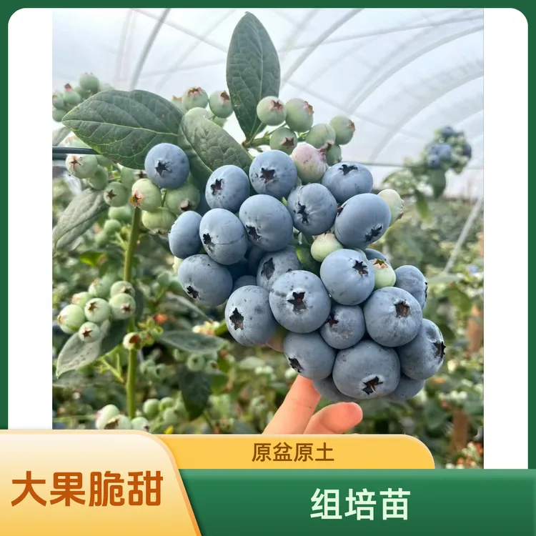 【新号福利】当年挂果 大果 纯甜 组培苗 盆栽 地栽 阳台均可