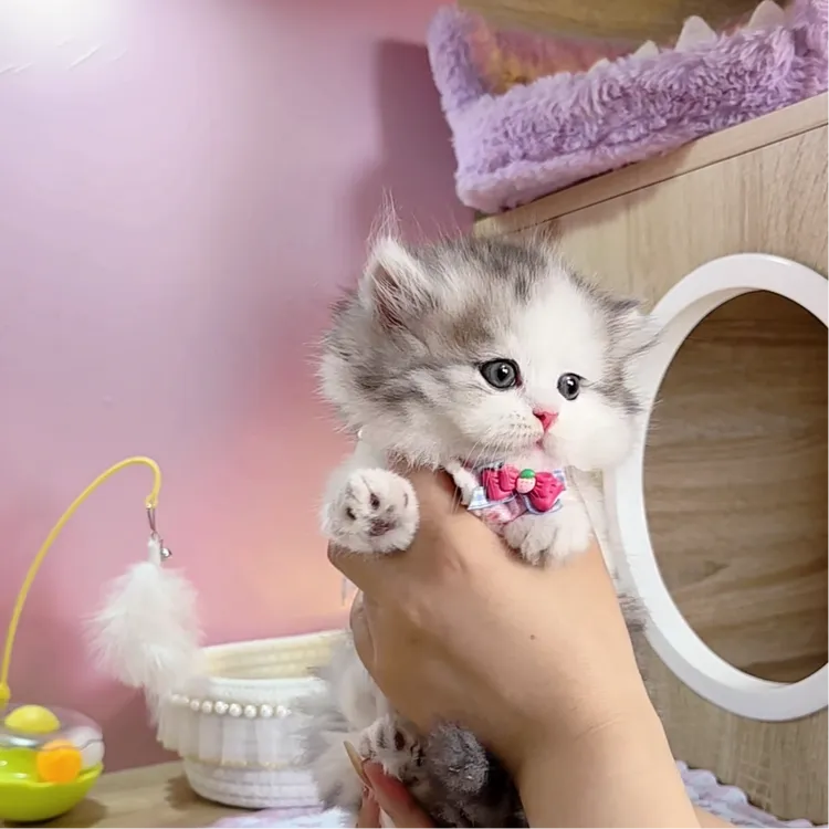 甜美系矮脚曼基康拿破仑猫咪新家链接