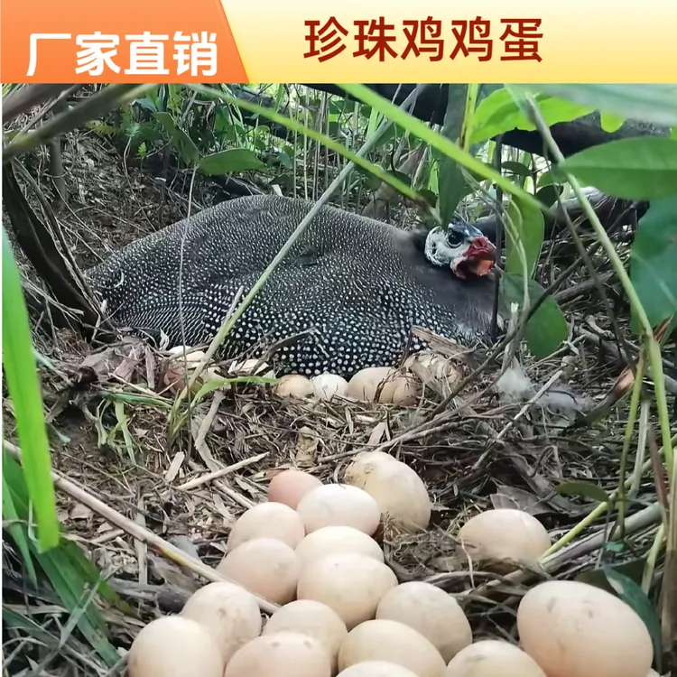 农家散养新鲜土鸡蛋五谷喂养健康营养
