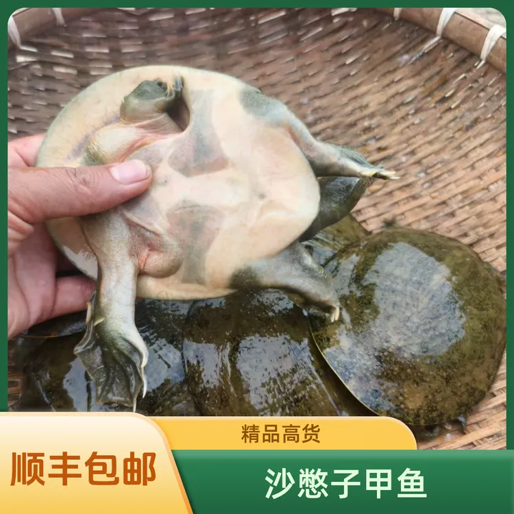 沙憋子砂憋甲沙甲马蹄甲野采沙憋鲜活