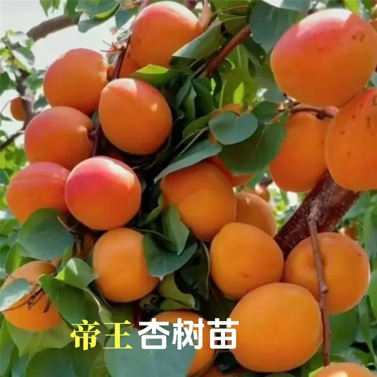 帝王杏树苗纯甜特大果杏子嫁接杏苗地栽盆栽南北方耐寒商品图