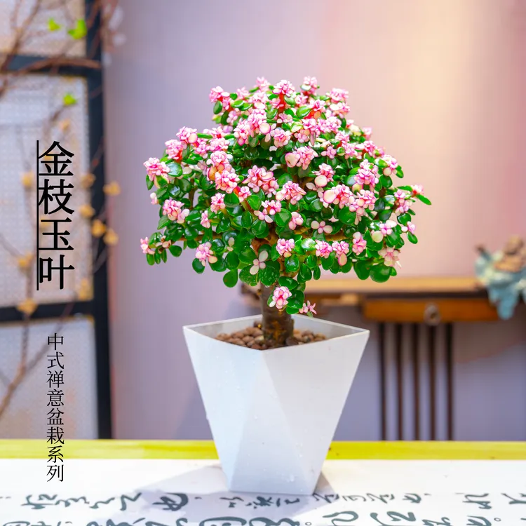 【金枝玉叶】6年老桩室内客厅阳台绿植花卉四季好养净化空气盆栽花