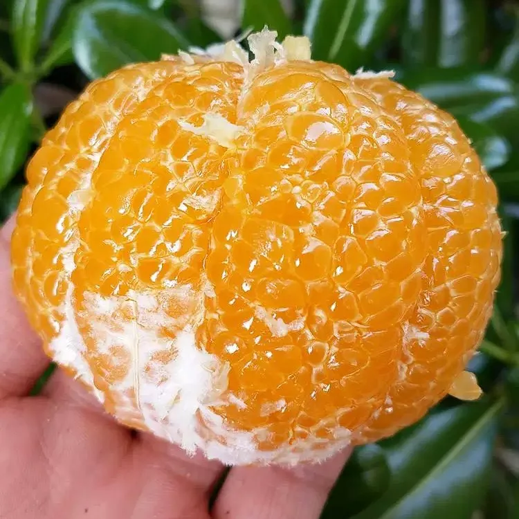 Tianzi/天子（常山老树胡柚新鲜采摘）衢州常山胡柚柚子水果